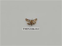 藏品(螟蛾181)的圖片